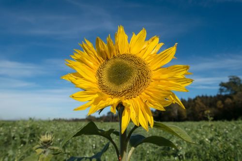 sun flower insect beetle