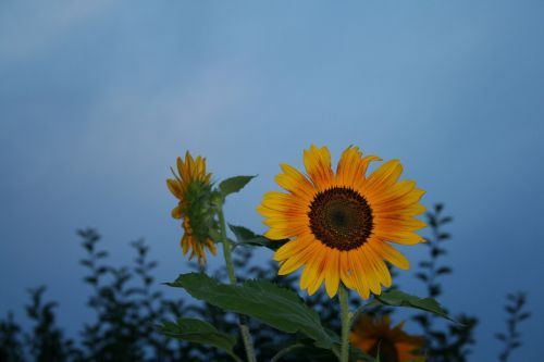 sun flower mood yellow