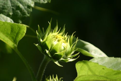 sun flower new flower sunflower bloom