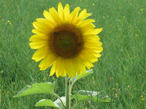 sun flower meadow bloom