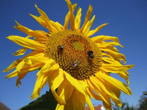 sun flower sky flower