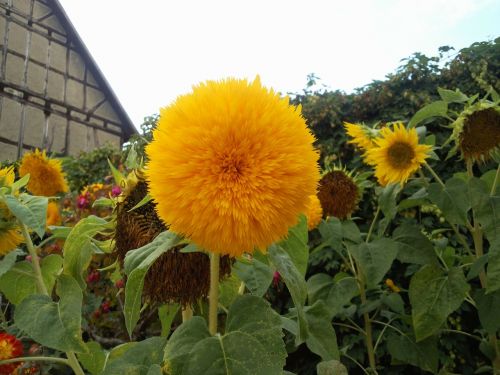 sun flower landscape nature