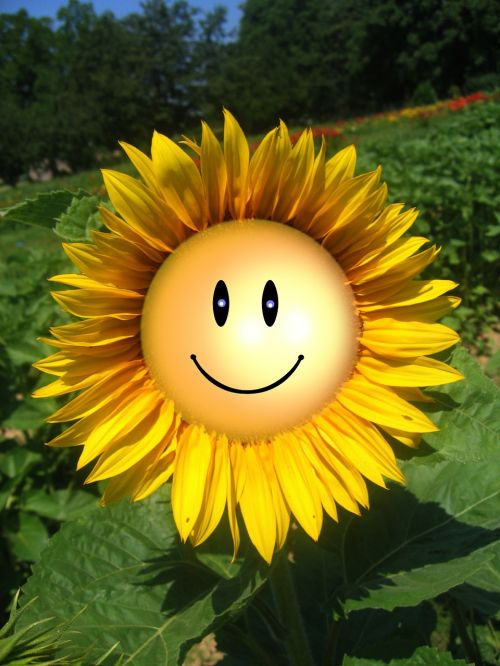 sun flower smile smiliey