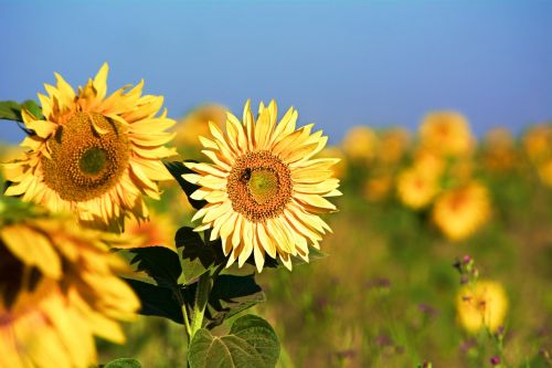 sun flower blossom bloom