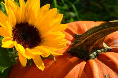 sun flower harvest pumpkin