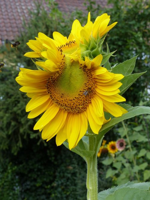 sun flower twin yellow