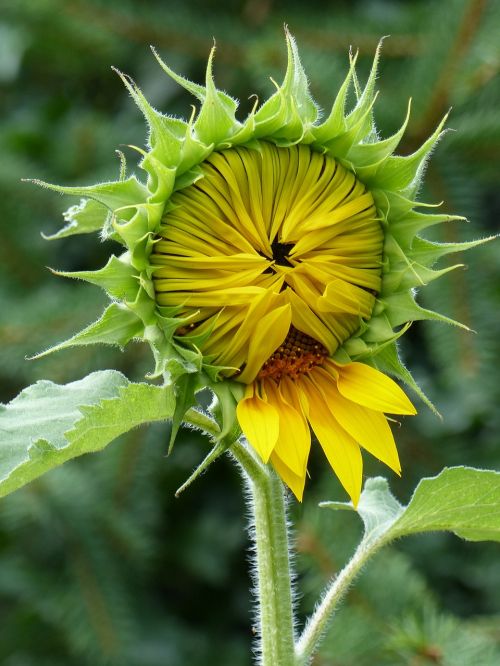 sun flower shy bud