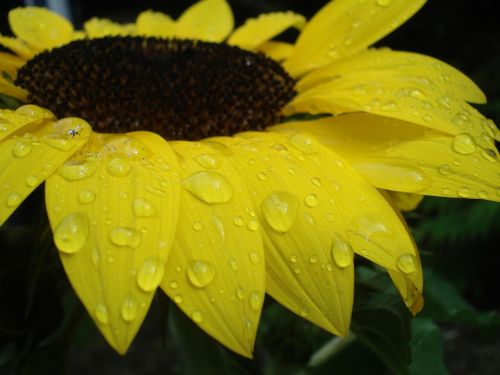 sun flower close raindrop
