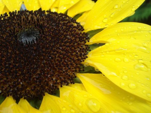 sun flower close raindrop