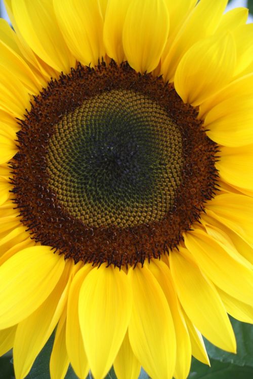 sun flower close-up yellow flower