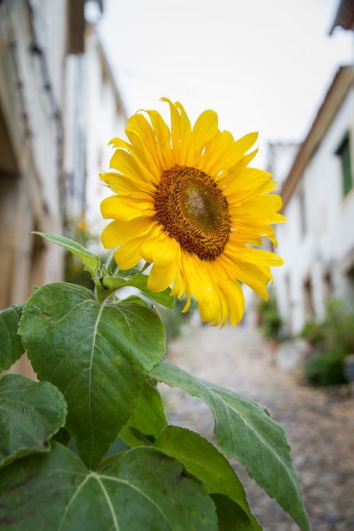 sun flower flower sunflower