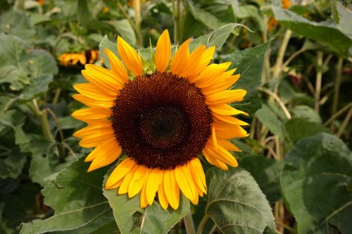 sun flower yellow flower