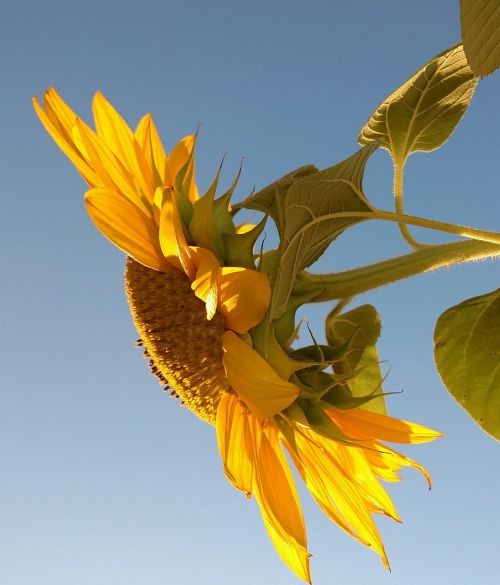 sun flower flower yellow