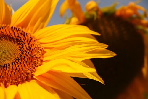 sun flower yellow close