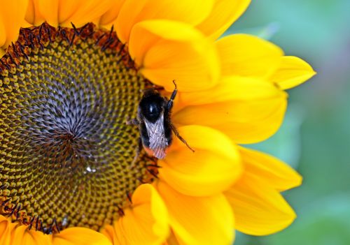 sun flower blossom bloom