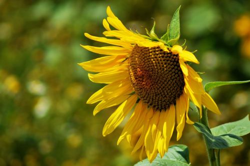 sun flower summer yellow