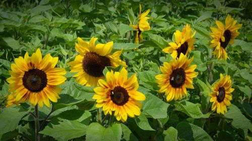 sunflower blossom bloom