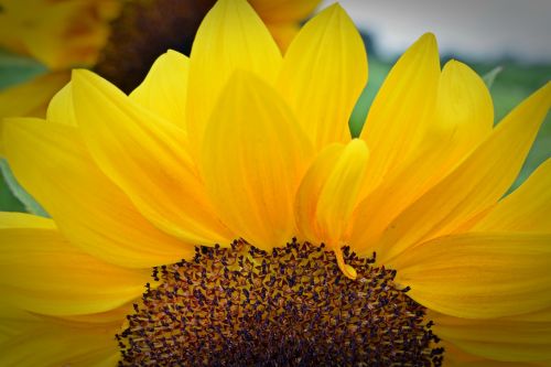 sunflower blossom bloom