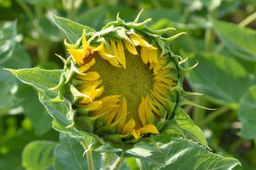 sun flower bud going up