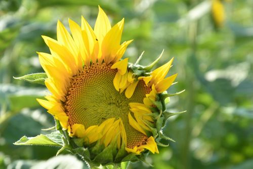 sun flower bud going up