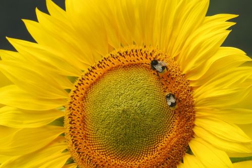 sun flower insect hummel