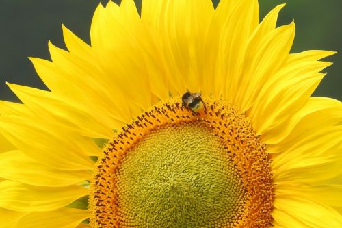 sun flower insect hummel