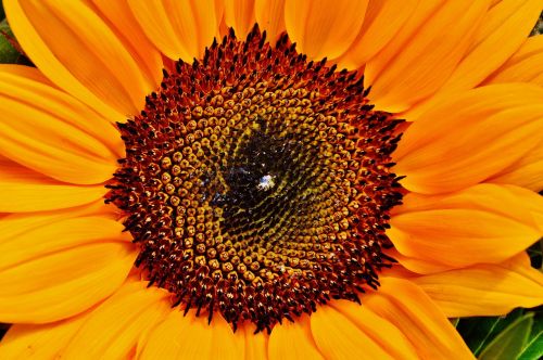 sun flower summer plant