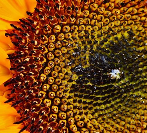 sun flower sunflower seeds summer