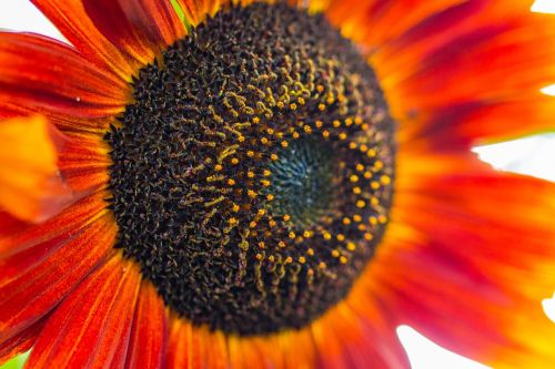 sun flower helianthus annuus blossom