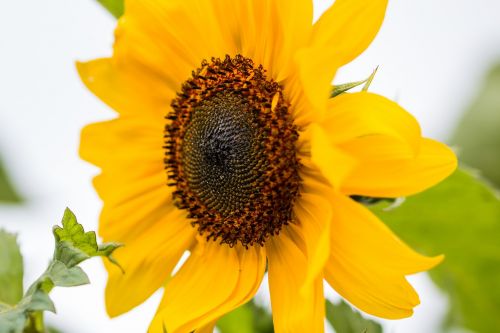 sun flower helianthus annuus blossom