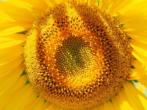 sun flower inflorescence flower basket
