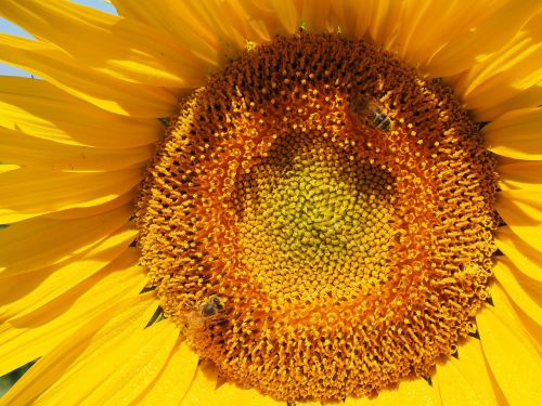 sun flower bee blossom