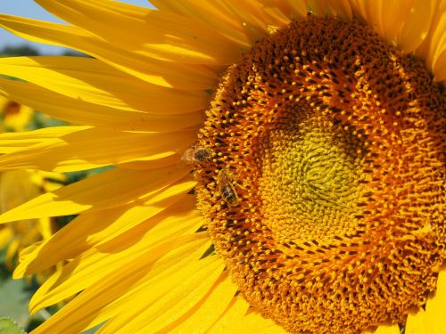 sun flower bee blossom