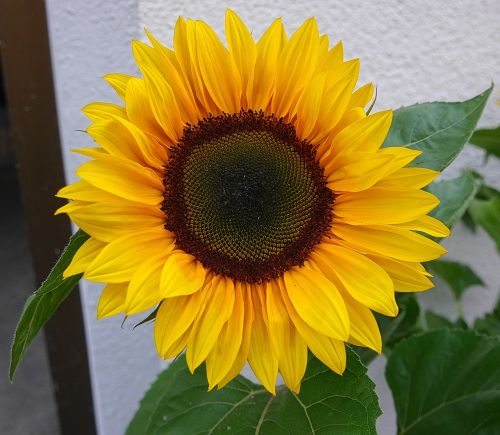 sun flower flowers yellow