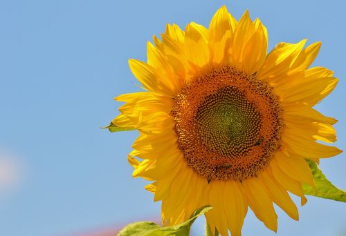 sun flower bees summer