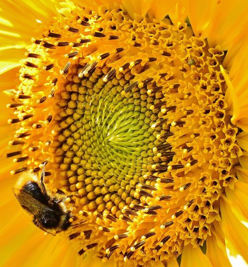 sun flower hummel summer