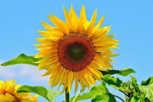 sun flower summer garden