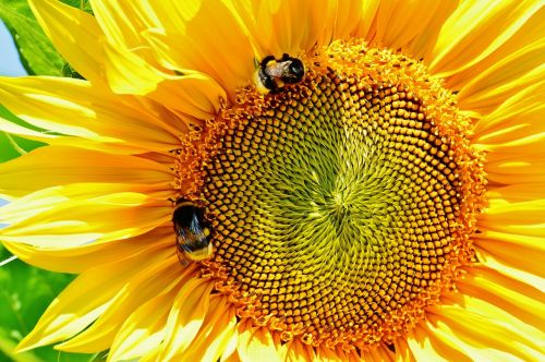 sun flower bumblebees summer