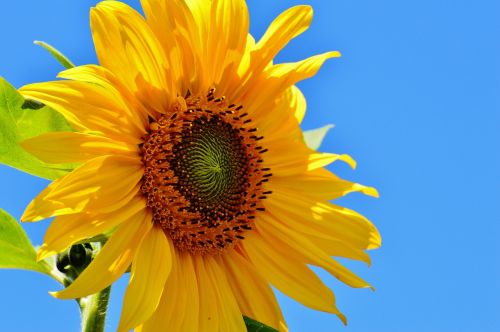 sun flower summer garden