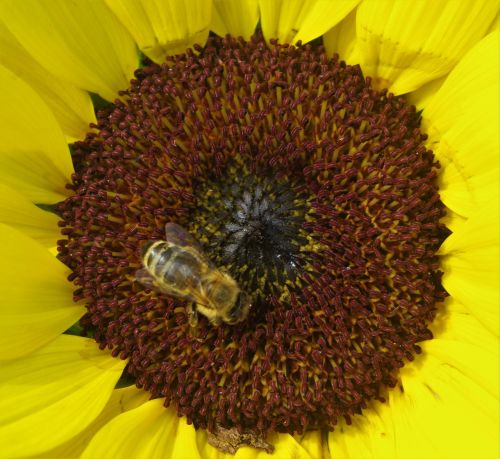 sun flower flower bee