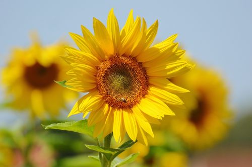 sun flower bees summer