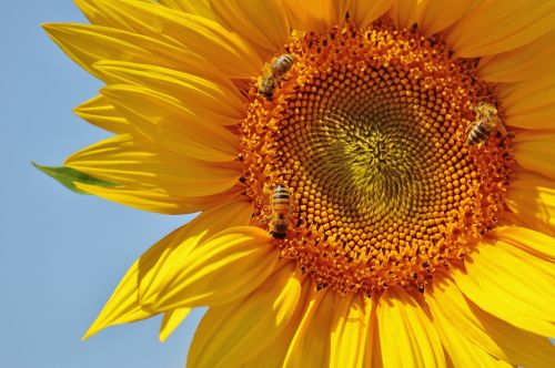 sun flower bees summer