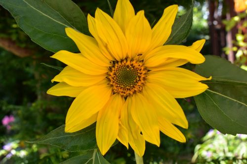 sun flower plant summer