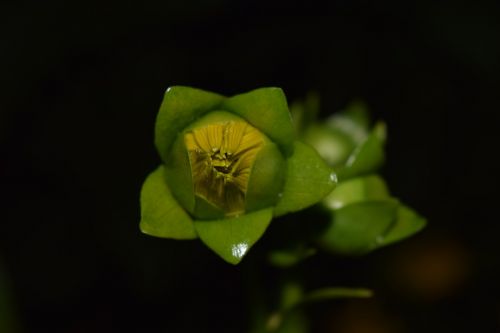 sun flower close bud