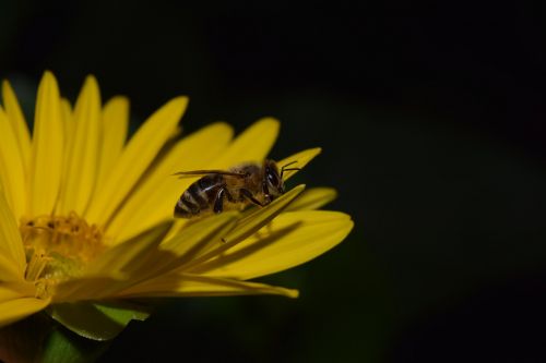 sun flower bee night photograph