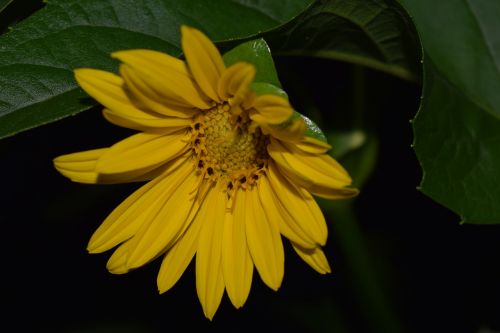 sun flower night photograph yellow