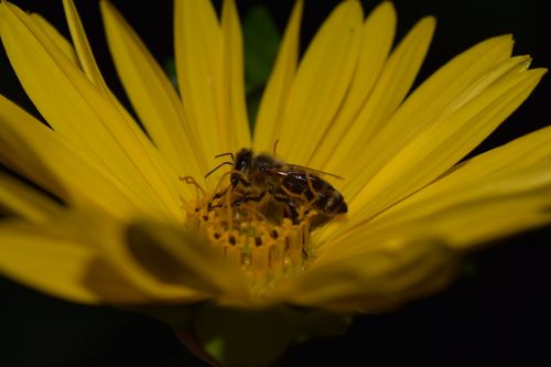 sun flower bee yellow
