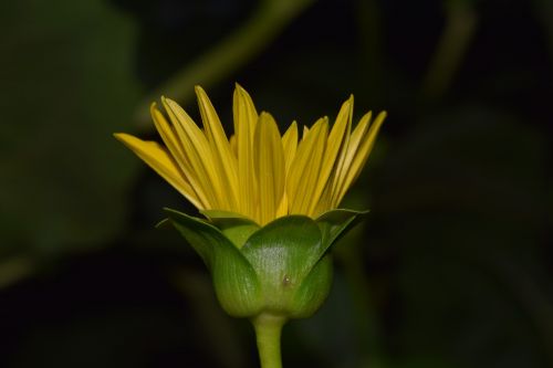 sun flower blossom bloom