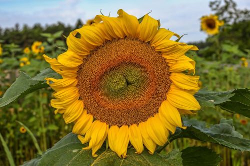 sun flower flower yellow