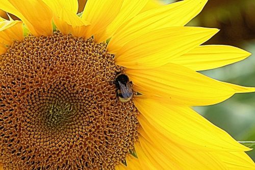 sun flower hummel insect